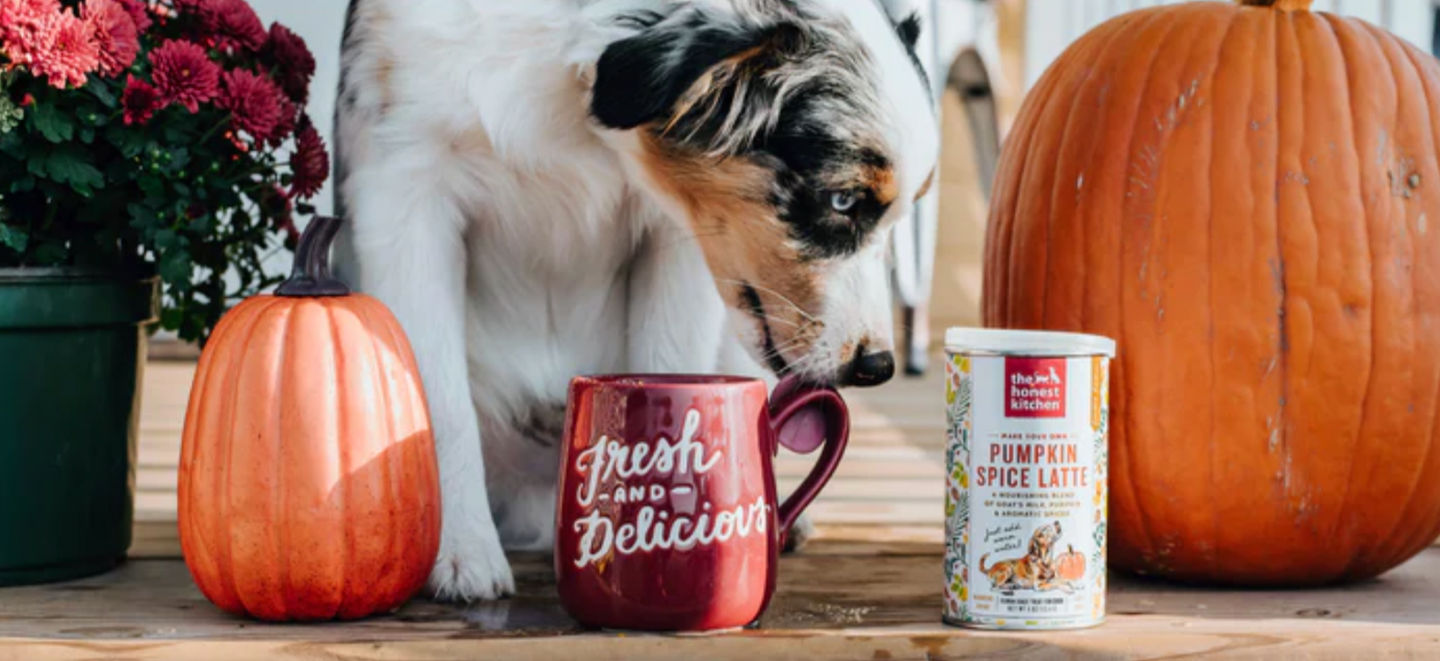 Pup-kin Spice Season is Here at Hot Diggity!